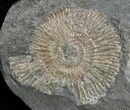 Dactylioceras Ammonites - Posidonia Shale #11131-1